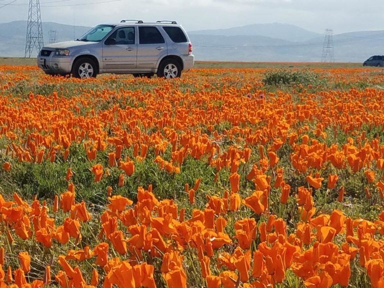 On The Road - Dmbeaster  - Antelope Valley Poppy Reserve, April 5, 2020 5