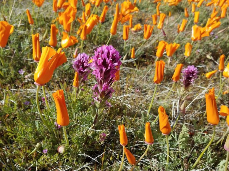 On The Road - Dmbeaster  - Antelope Valley Poppy Reserve, April 5, 2020