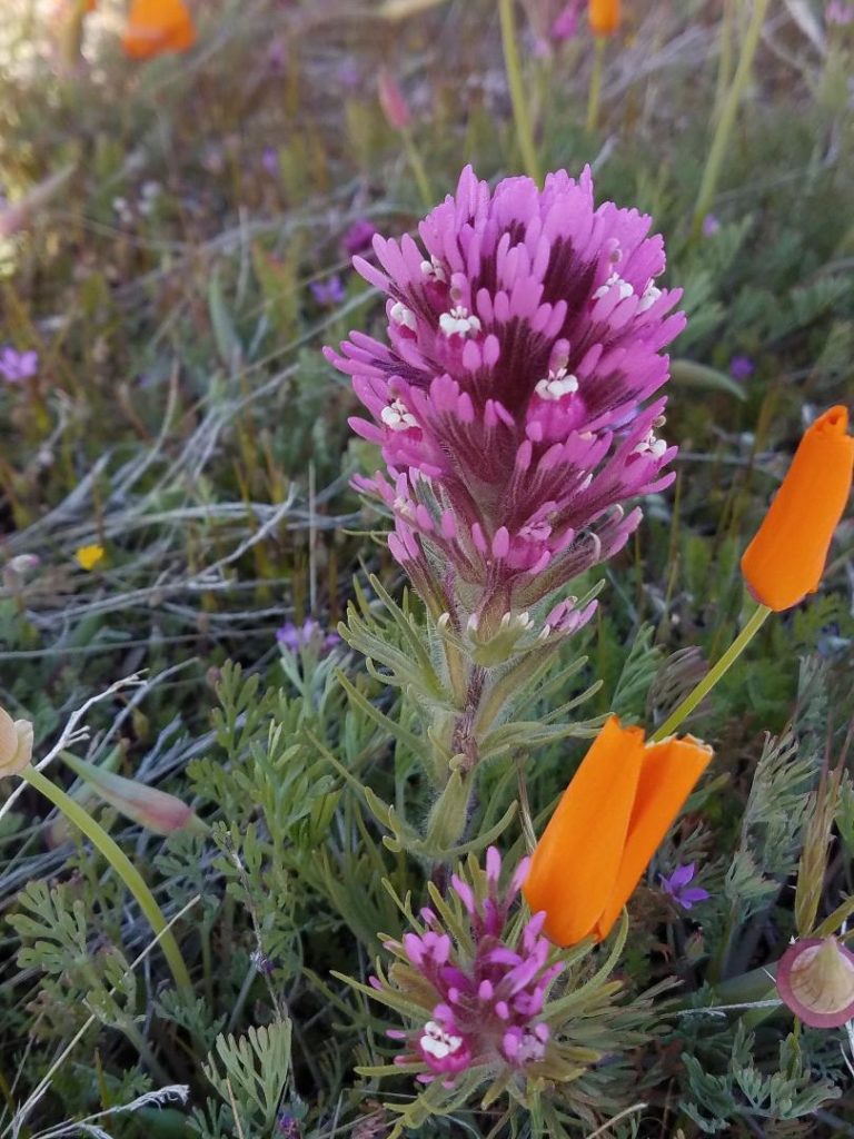 On The Road - Dmbeaster  - Antelope Valley Poppy Reserve, April 5, 2020 4