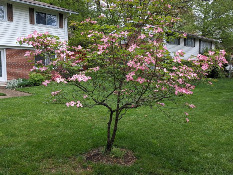 On The Road - Redshift - Walks around the Neighborhood (Northern Virginia) 2