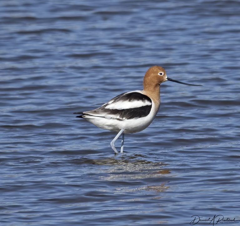 On The Road - Albatrossity - Spring in Flyover Country #3 3