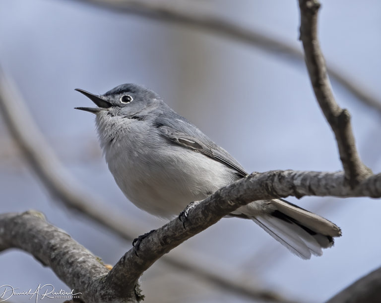 On The Road - Albatrossity - Spring in flyover country #2 5