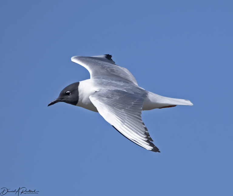 On The Road - Albatrossity - Spring in Flyover Country #3 6