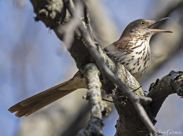 On The Road - Albatrossity - Spring in Flyover Country # 4 5