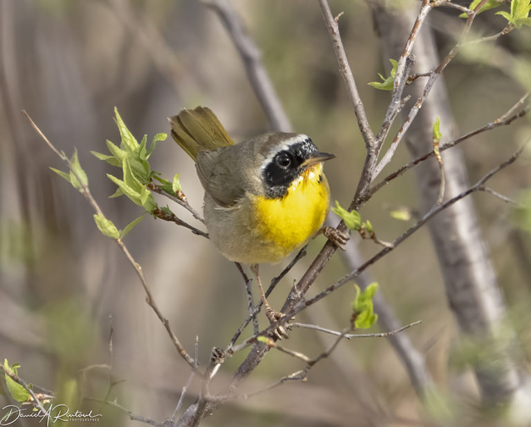 On The Road - Albatrossity - Spring in flyover country #2