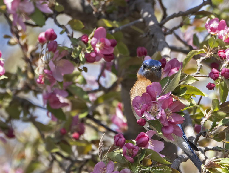 On The Road - Albatrossity - Spring in flyover country #2 1