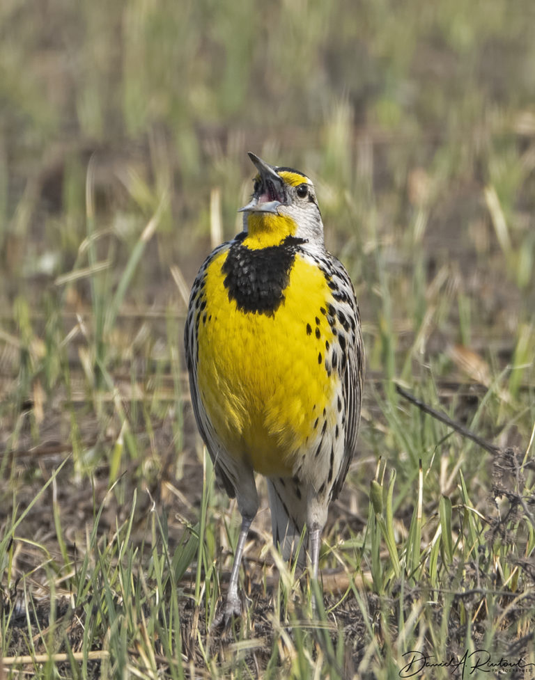 On The Road - Albatrossity - Spring in flyover country #2 2