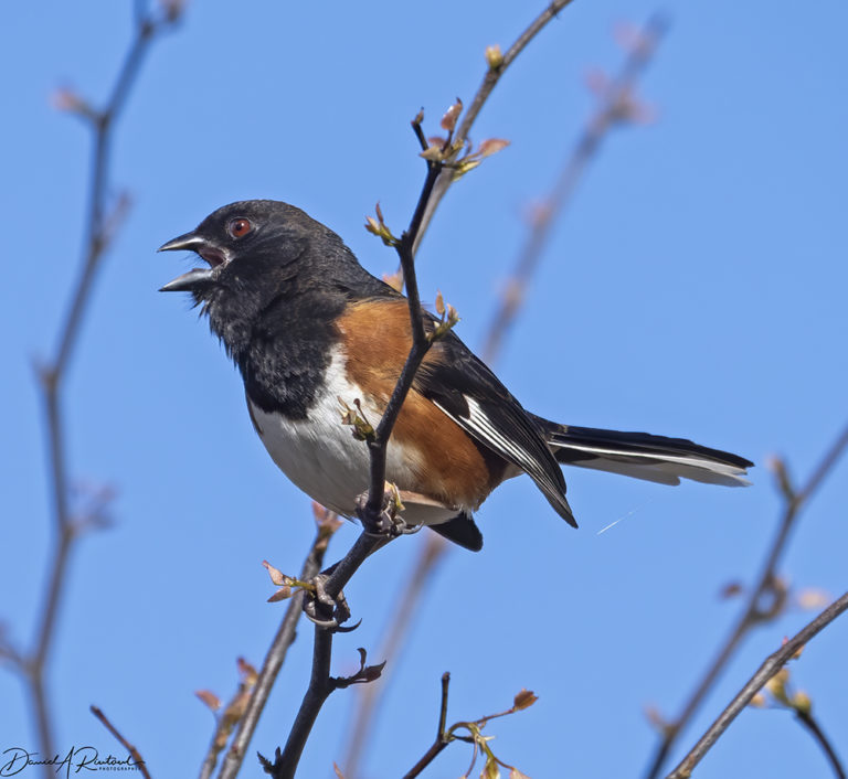 On The Road - Albatrossity - Spring in Flyover Country # 4 6