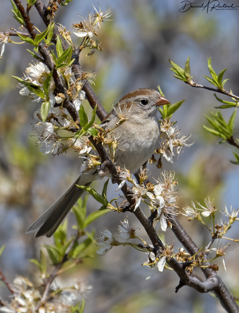 On The Road - Albatrossity - Spring in Flyover Country # 4 4