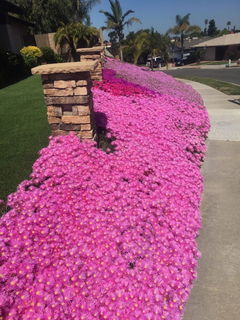 On The Road - Jerzy Russian - Ground Cover in San Diego 4