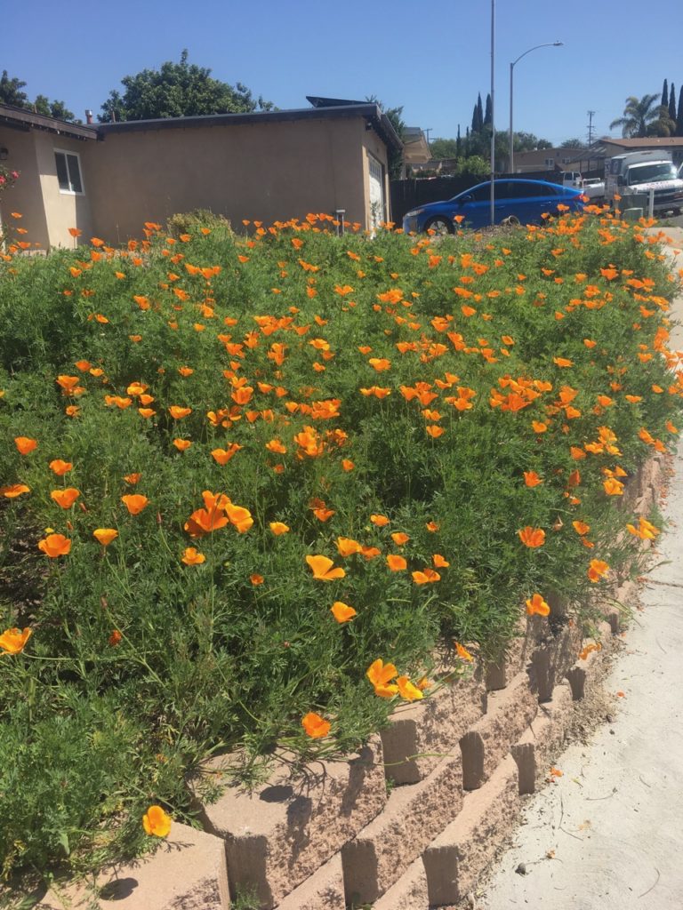 On The Road - Jerzy Russian - Ground Cover in San Diego 3