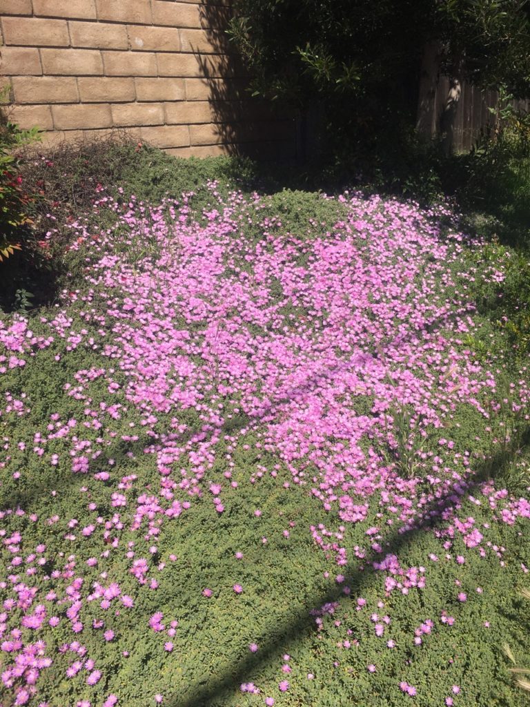 On The Road - Jerzy Russian - Ground Cover in San Diego 2