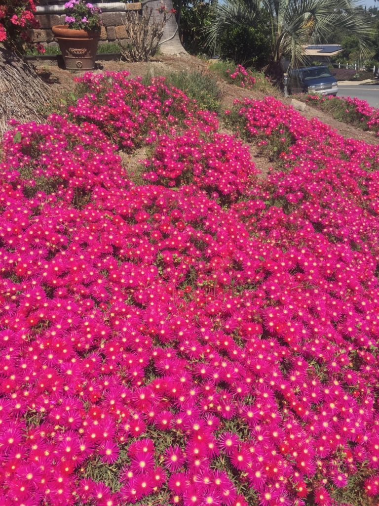 On The Road - Jerzy Russian - Ground Cover in San Diego 1