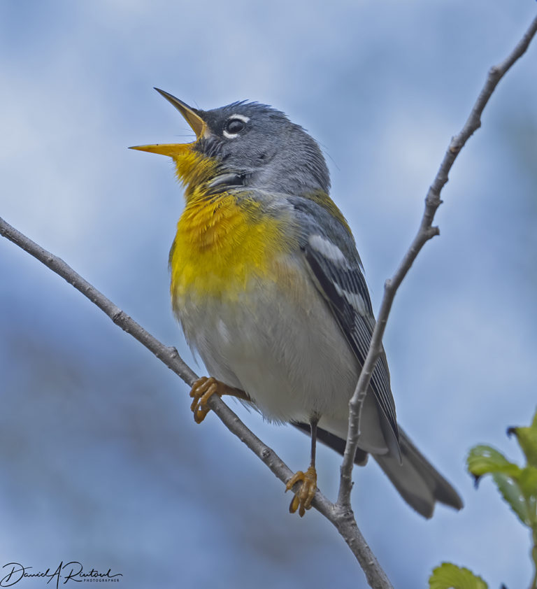 On The Road - Albatrossity - Spring in Flyover Country # 4 7