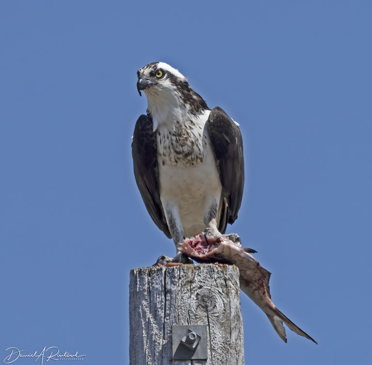 On The Road - Albatrossity - Spring in Flyover Country #3 2