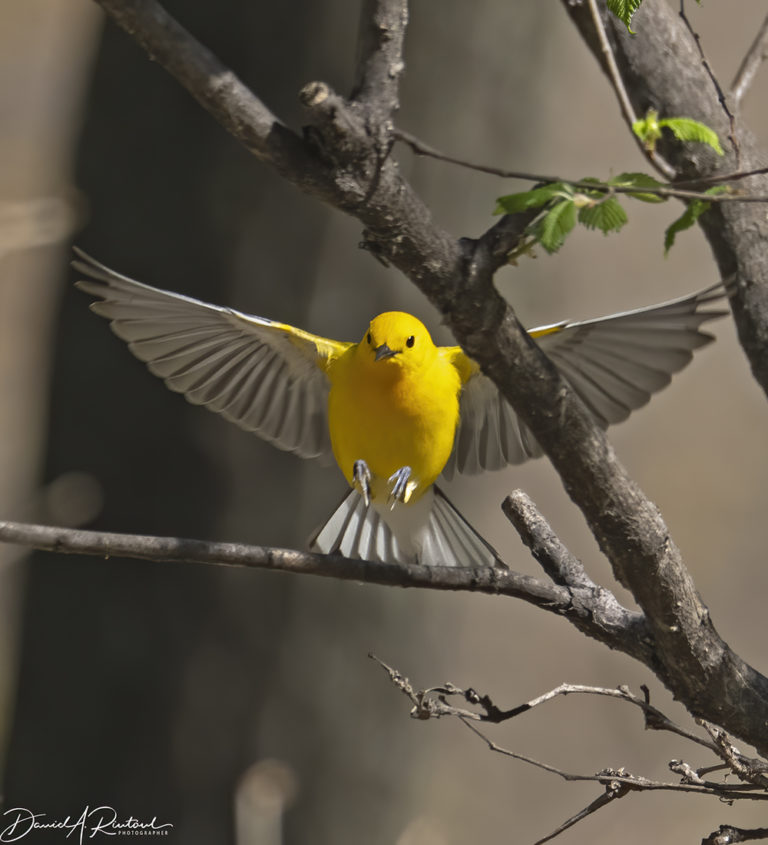 On The Road - Albatrossity - Spring in Flyover Country # 4