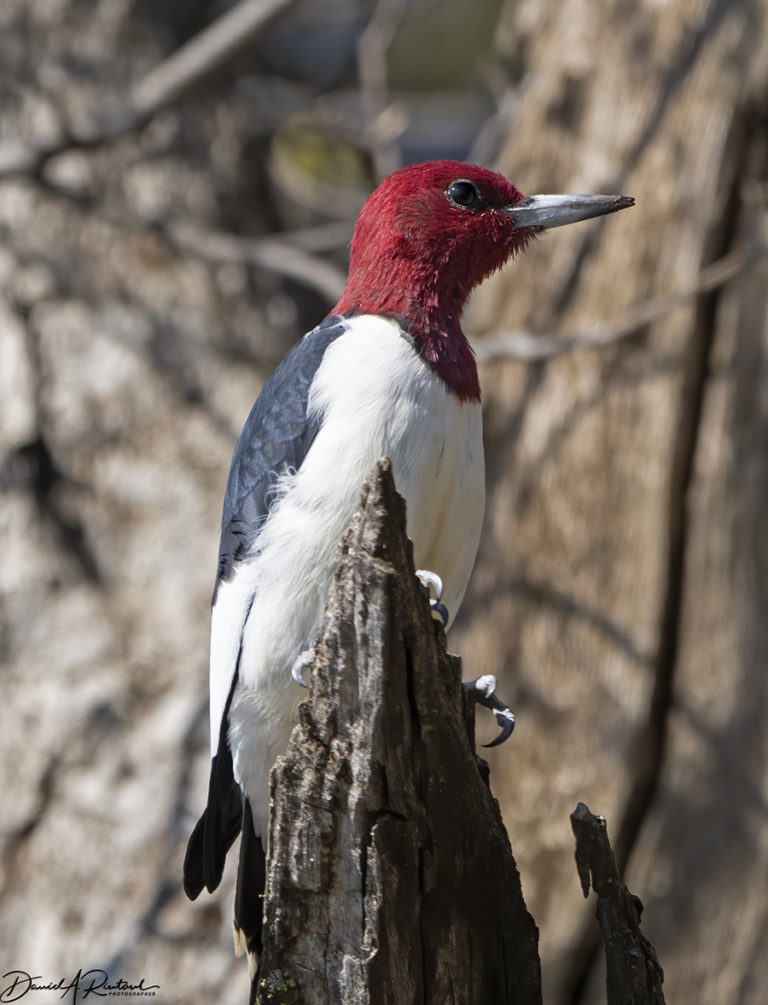 On The Road - Albatrossity - Spring in Flyover Country #3