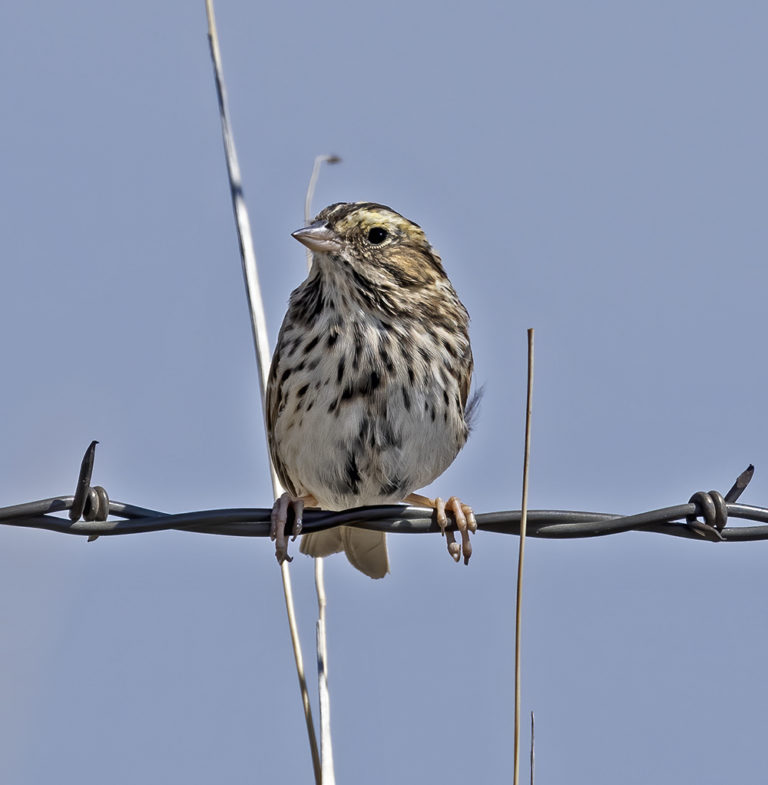 On The Road - Albatrossity - Spring in Flyover Country #3 1