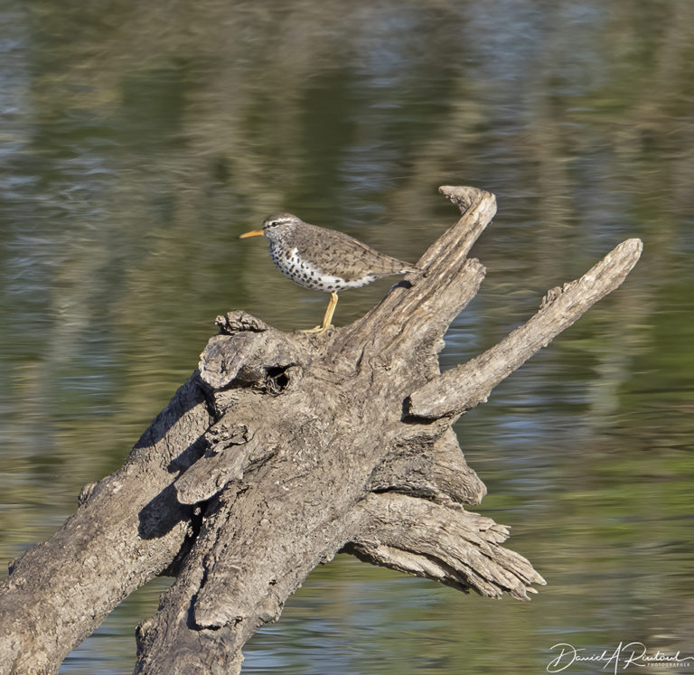 On The Road - Albatrossity - Spring in Flyover Country # 4 3