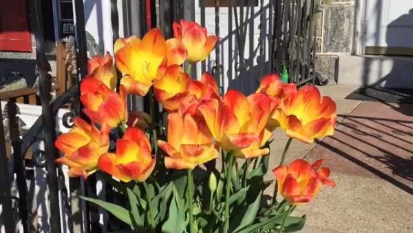 Sun Catcher Tulips