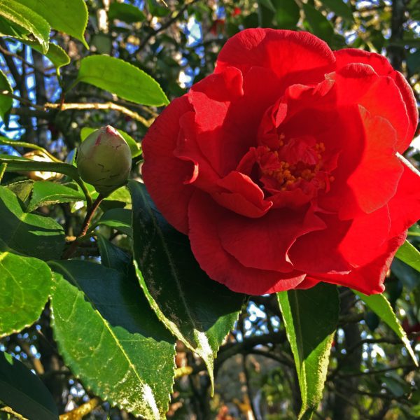 Red Camellia - Marvel