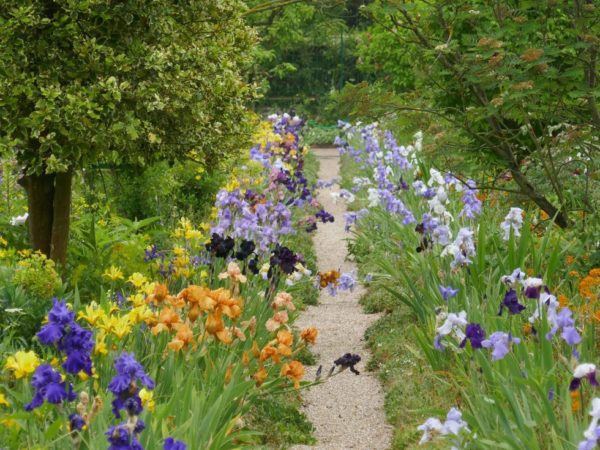 Monet's Garden at Giverny