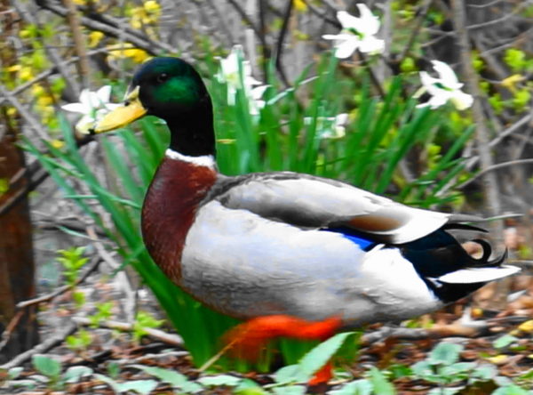Ema Ema - Central Park Duck