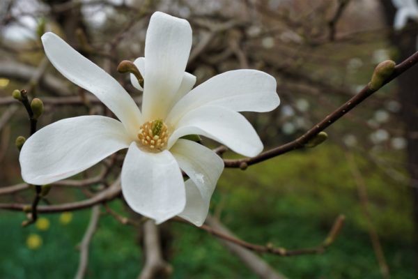 Ema Ema - white magnolia