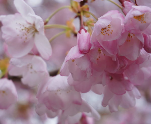 Ema Ema Apple Blossoms Closeup