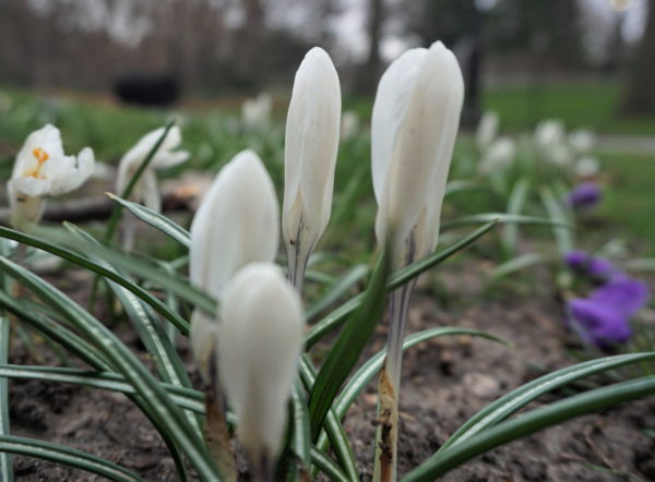 White - crocuses