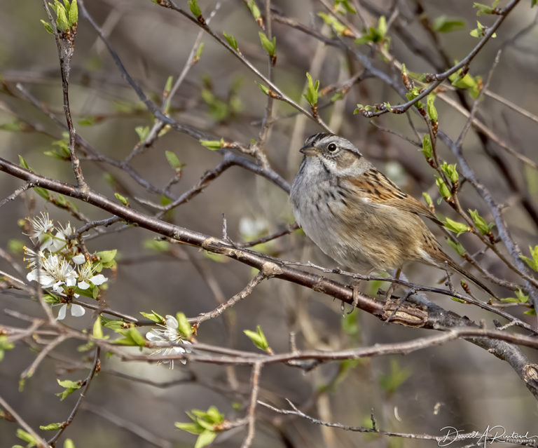 On The Road - Albatrossity - Spring in flyover country #2 4