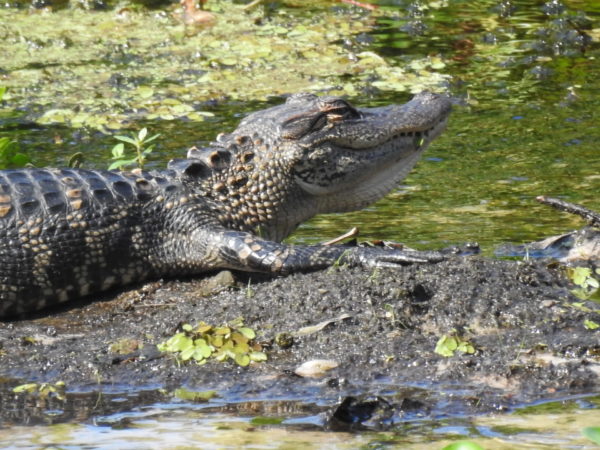 Gator nodding off