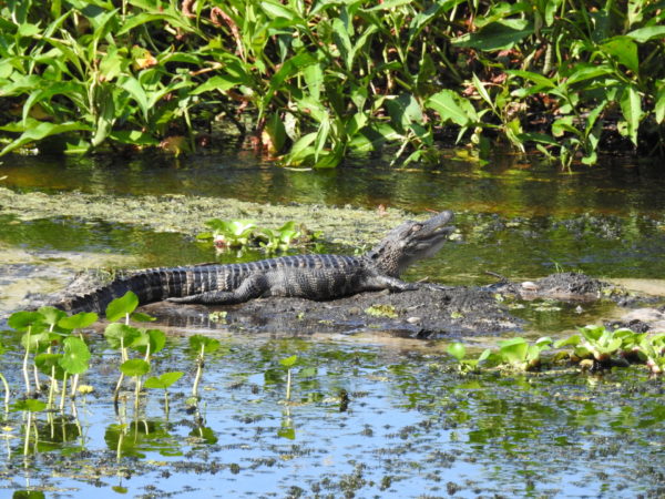 Sleeping alligator