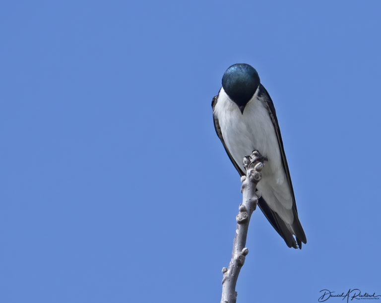 On The Road - Albatrossity - Spring in flyover country #2 3