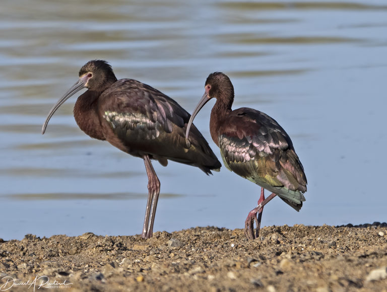 On The Road - Albatrossity - Spring in Flyover Country # 4 1