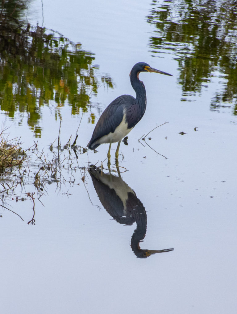 On The Road - PAM Dirac - Merritt Island National Wildlife Refuge 3