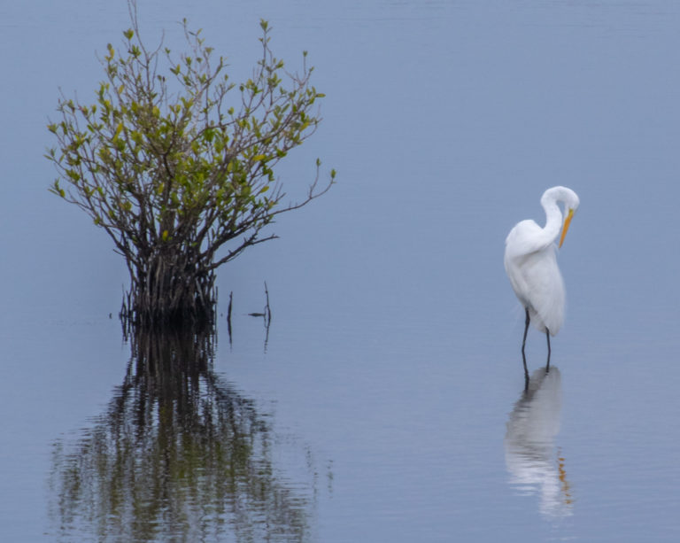 On The Road - PAM Dirac - Merritt Island National Wildlife Refuge 2