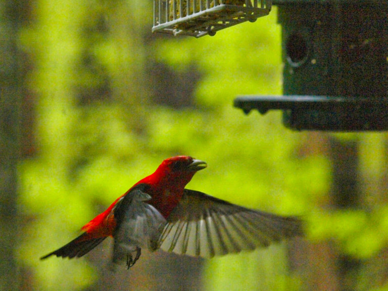 On The Road - Dave Foster - Scarlet Tanagers