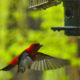 On The Road - Dave Foster - Scarlet Tanagers