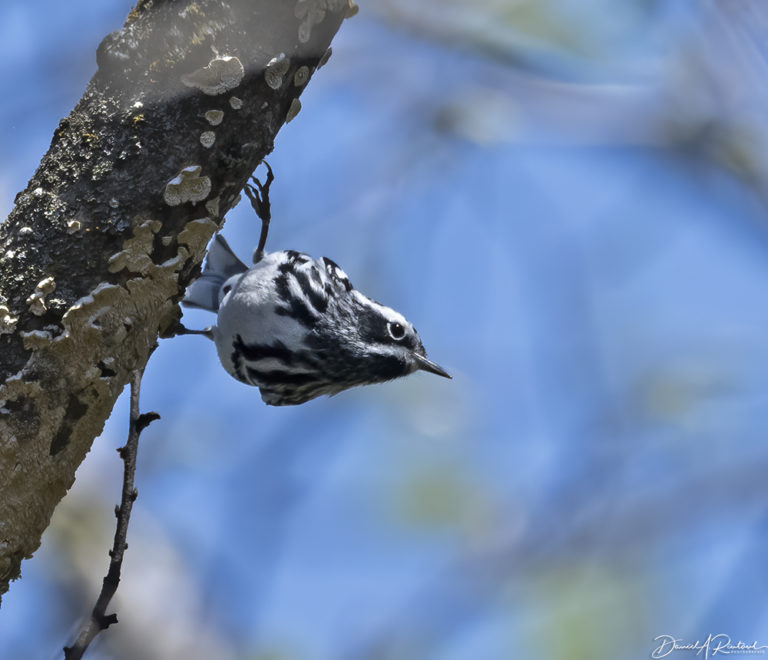 On The Road - Albatrossity - Spring in Flyover Country #5 6