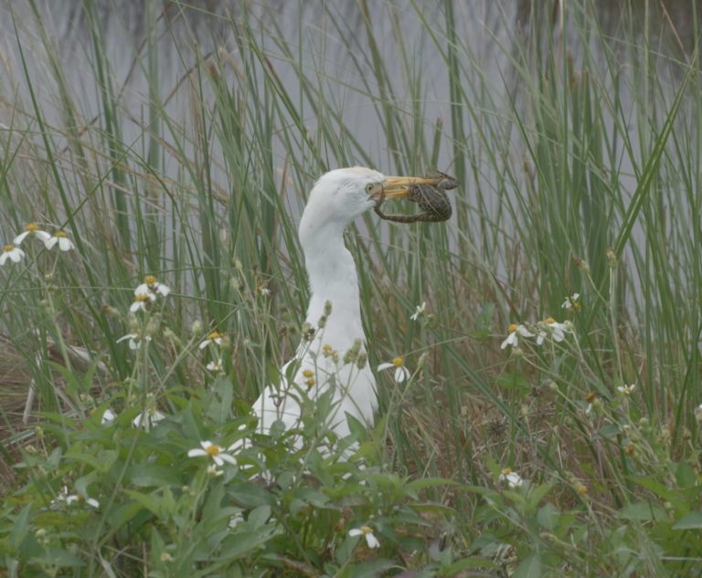 On The Road - PAM Dirac - Merritt Island National Wildlife Refuge