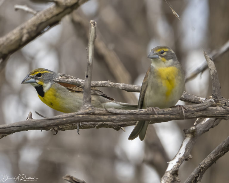 On The Road - Albatrossity - Spring in Flyover Country #8 5