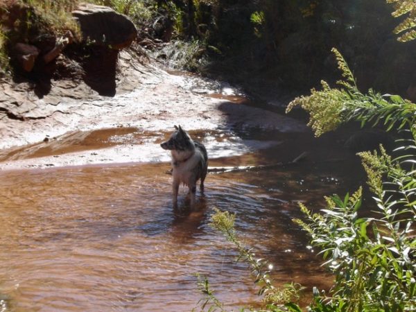 Furry Friends – Cowgirl in the Sandi – Indiana Jones Wants To Be A TV Star 1