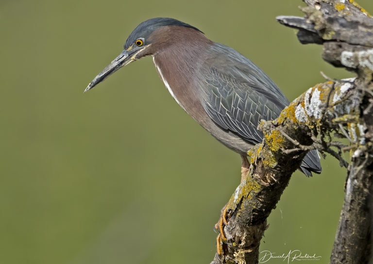 On The Road - Albatrossity - Spring in Flyover Country #5 1