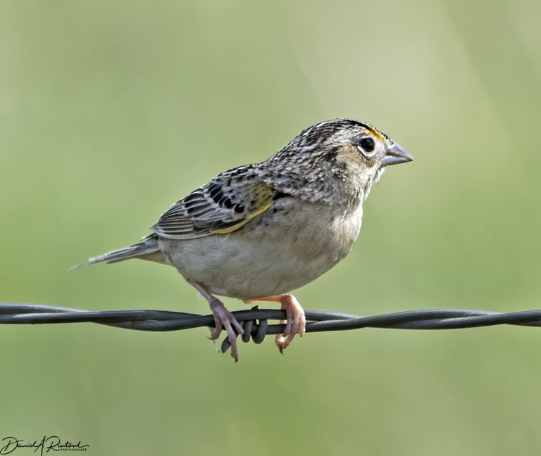 On The Road - Albatrossity - Spring in Flyover Country #7 3