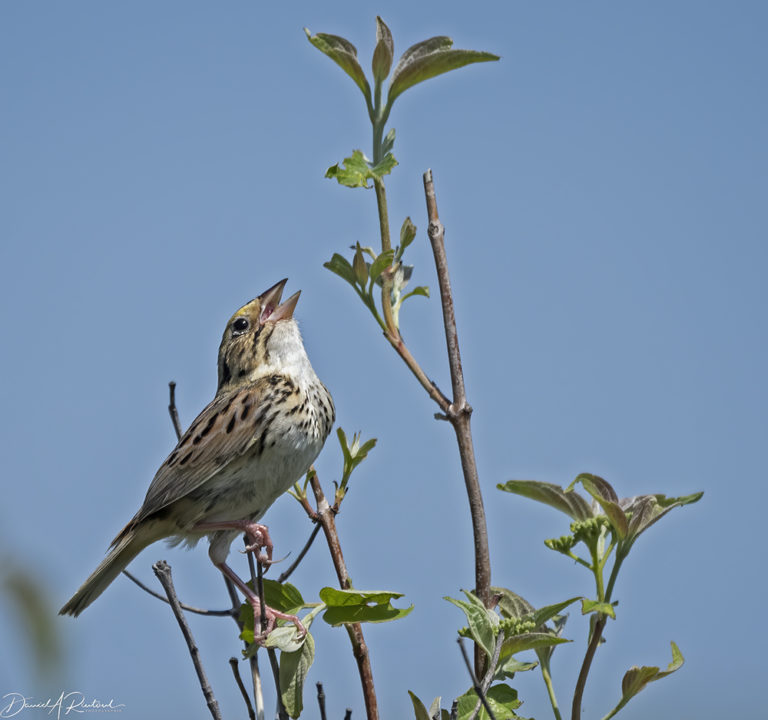 On The Road - Albatrossity - Spring in Flyover Country #8 3