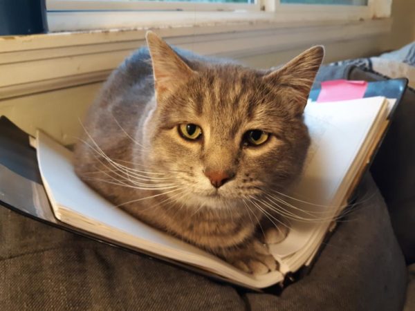 cat in a notebook