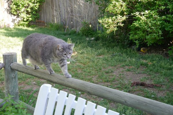 Much Needed Respite: Puppy, Kitteh and Food 1