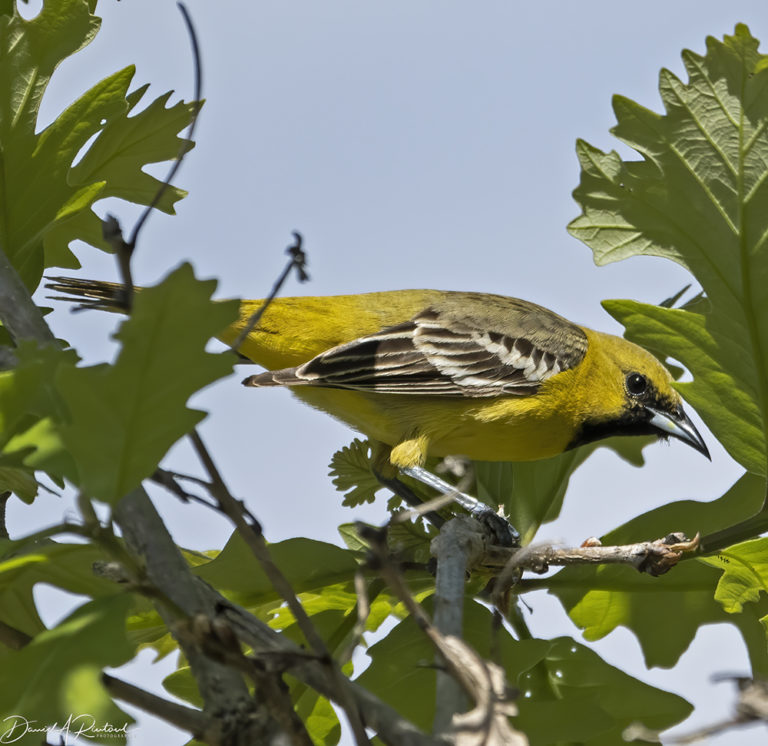 On The Road - Albatrossity - Spring in Flyover Country #8