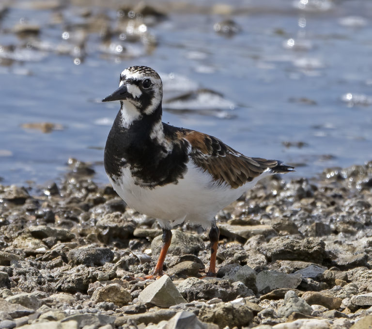 On The Road - Albatrossity - Spring in Flyover Country #7 5